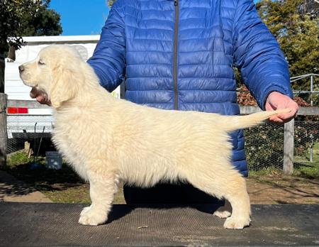 Golden Retriever for sale by SONZA