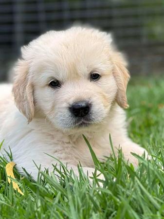 Golden Retriever for sale by SONZA