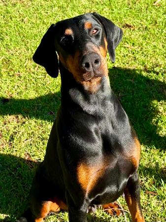 Dobermann dog for sale by SONZA