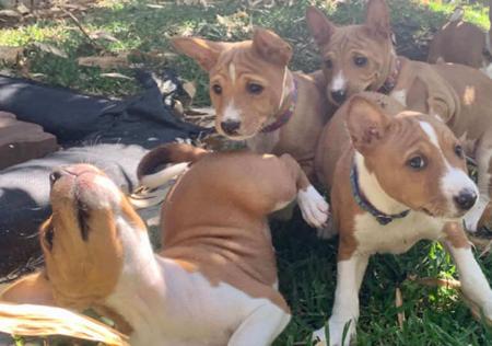 Basenji for sale by EBLAIR