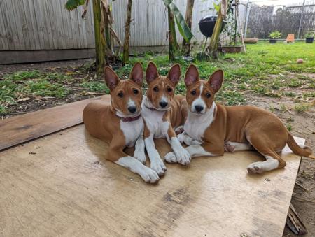 Basenji for sale by WULIANGO