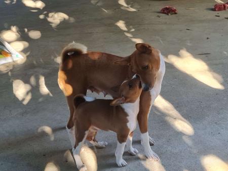 Basenji for sale by WULIANGO