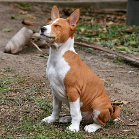 Basenji for sale by WULIANGO