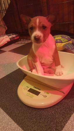 Basenji for sale by WULIANGO