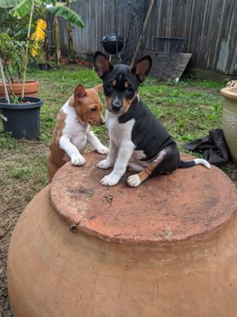 Basenji for sale by WULIANGO