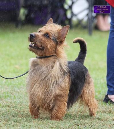 Australian Terrier for sale by NEWBELLE