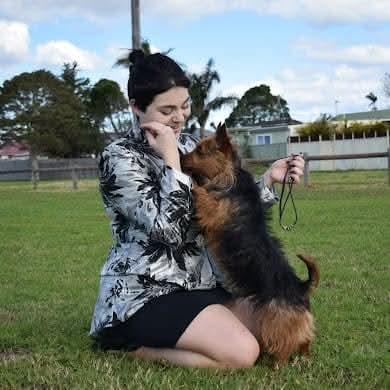 Australian Terrier for sale by NEWBELLE