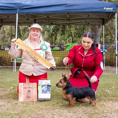 Australian Terrier for sale by NEWBELLE