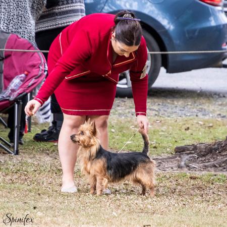 Australian Terrier for sale by NEWBELLE