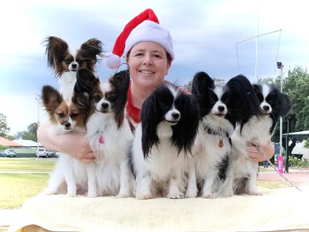 Papillon for sale by TINYCHAOS