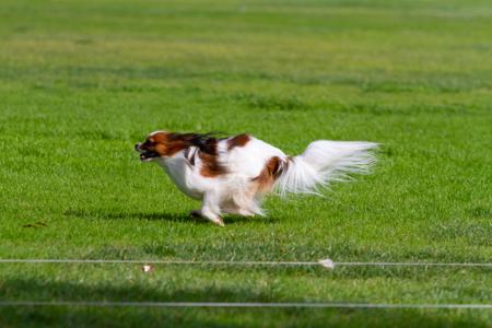 Papillon for sale by TINYCHAOS