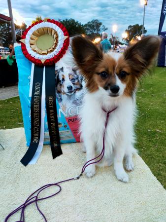 Papillon for sale by TINYCHAOS