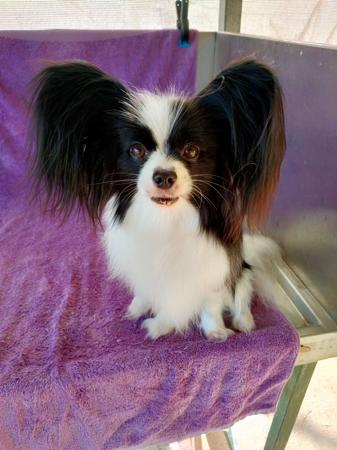 Papillon for sale by TINYCHAOS