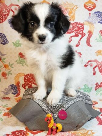 Papillon puppy for sale by TINYCHAOS