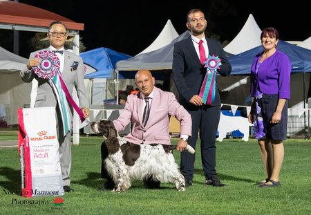 Aust SUP CH Silvaspring Emerald Sky English Springer Spaniel