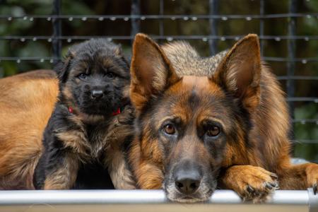 German Shepherd Dog (Long Stock Coat) for sale by FABELHUND