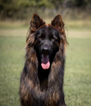 German Shepherd Dog (Long Stock Coat) for sale by FABELHUND