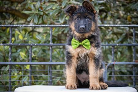 German Shepherd Dog (Long Stock Coat) for sale by FABELHUND