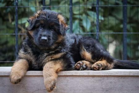 German Shepherd Dog (Long Stock Coat) for sale by FABELHUND