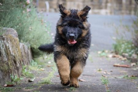 German Shepherd Dog (Long Stock Coat) for sale by FABELHUND