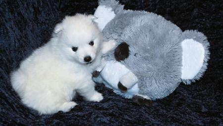 Japanese Spitz puppy for sale by DAESDAEMARSPITZ