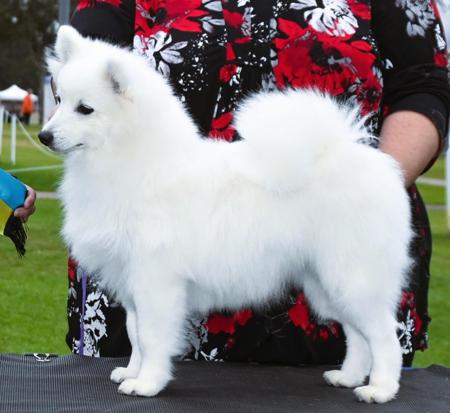 Daesdaemar Wish List Japanese Spitz