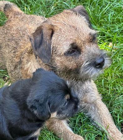 Border Terrier for sale by TUX
