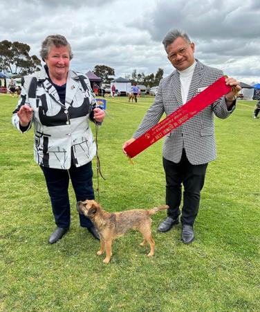 Border Terrier for sale by TUXAL