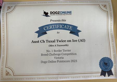 Border Terrier for sale by TUXAL