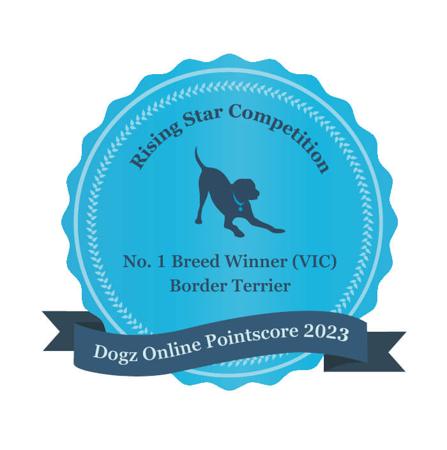 Border Terrier for sale by TUXAL