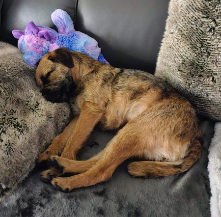 Border Terrier for sale by TUXAL