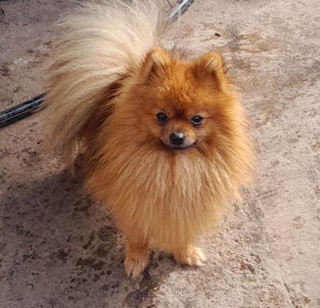 Pomeranian for sale by PEMBERPOMS