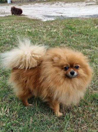 Pomeranian for sale by PEMBERPOMS