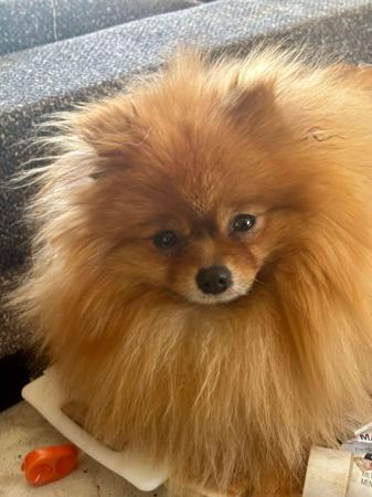 Pomeranian for sale by PEMBERPOMS