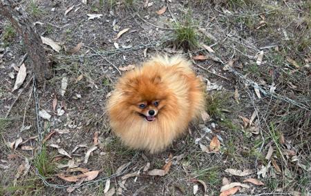 Pomeranian for sale by PEMBERPOMS