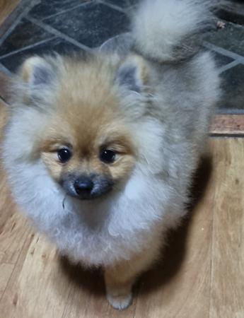 Pomeranian for sale by PEMBERPOMS