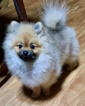 Pomeranian for sale by PEMBERPOMS