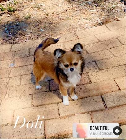 Chihuahua (Long Coat) for sale by VITTORIOSO