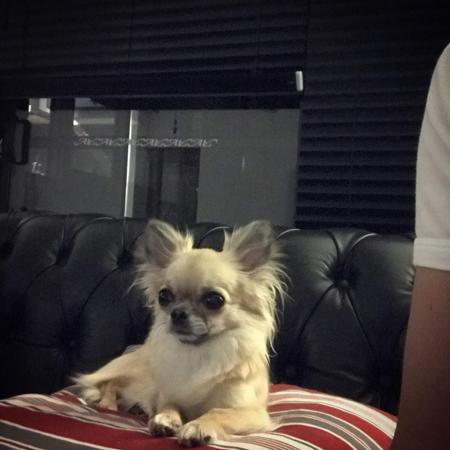 Chihuahua (Long Coat) for sale by VITTORIOSO