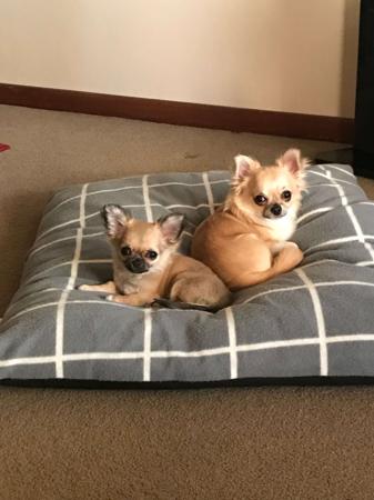 Chihuahua (Long Coat) for sale by VITTORIOSO