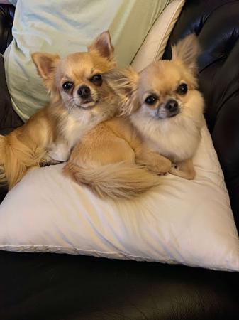 Chihuahua (Long Coat) for sale by VITTORIOSO