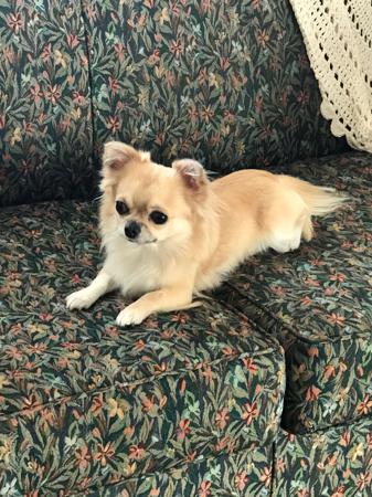 Chihuahua (Long Coat) for sale by VITTORIOSO