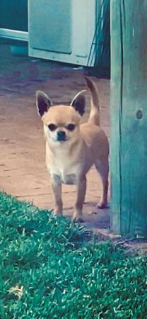 Chihuahua (Smooth Coat) for sale by VITTORIOSO