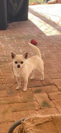 Chihuahua (Smooth Coat) for sale by VITTORIOSO