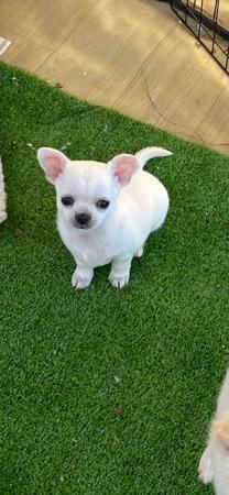 Chihuahua (Smooth Coat) for sale by VITTORIOSO