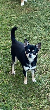 Chihuahua (Smooth Coat) for sale by VITTORIOSO