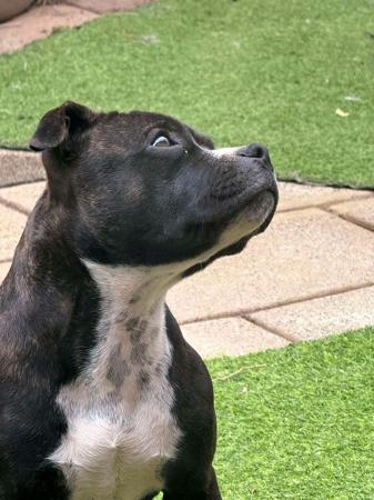 Staffordshire Bull Terrier for sale by TAJARABARK
