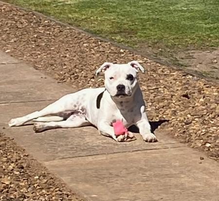 Staffordshire Bull Terrier for sale by TAJARABARK