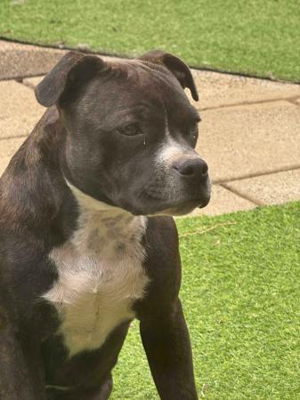Staffordshire Bull Terrier for sale by TAJARABARK