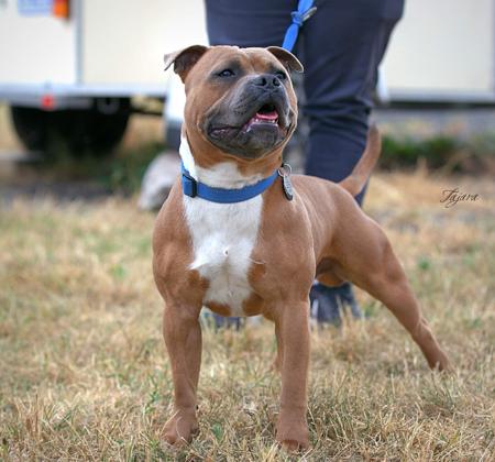 Staffordshire Bull Terrier for sale by TAJARABARK